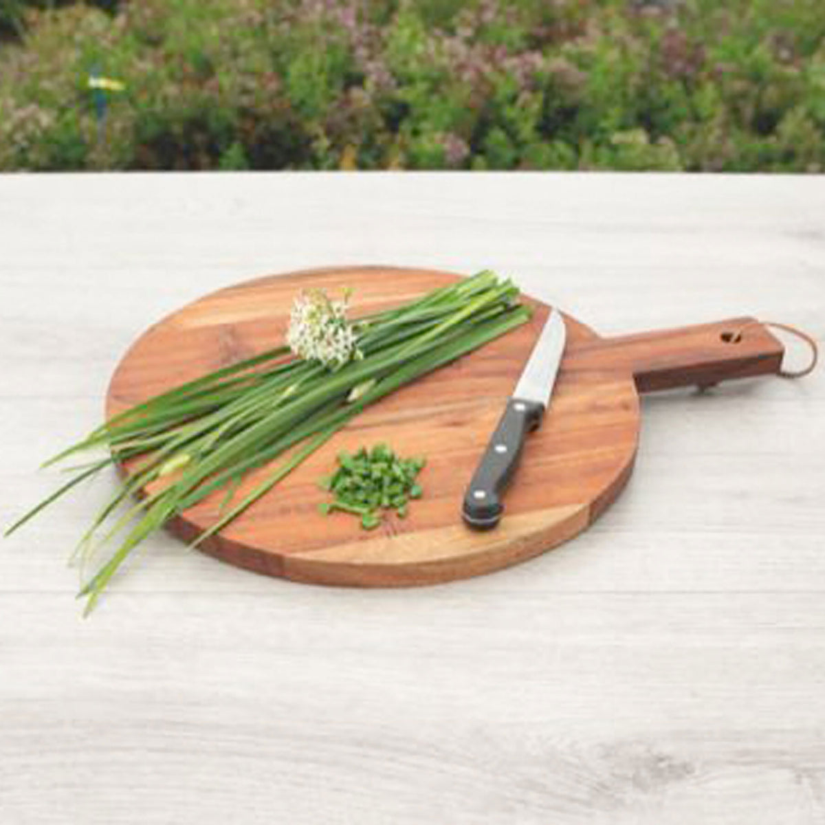 Chinese chives Allium tuberosum 1 m² - Herb seeds