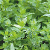 Spearmint Mentha spicata 10 m² - Herb seeds