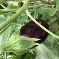 Aubergine Solanum 'Violetta Lunga' 10 m² - Vegetable seeds