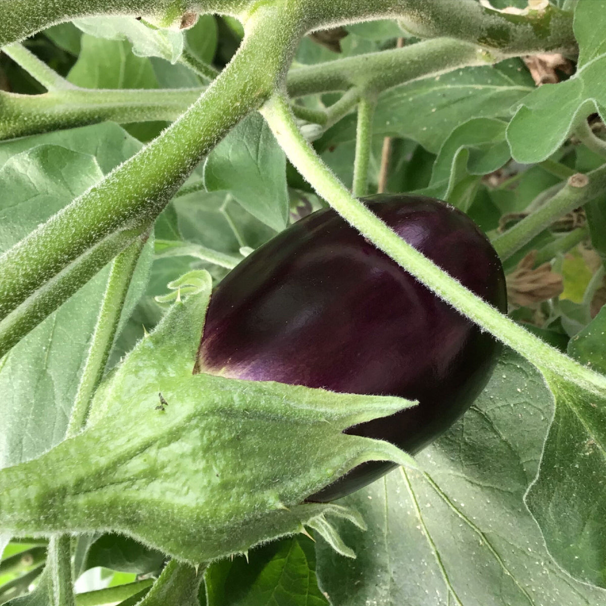 Aubergine Solanum 'Violetta Lunga' 10 m² - Vegetable seeds