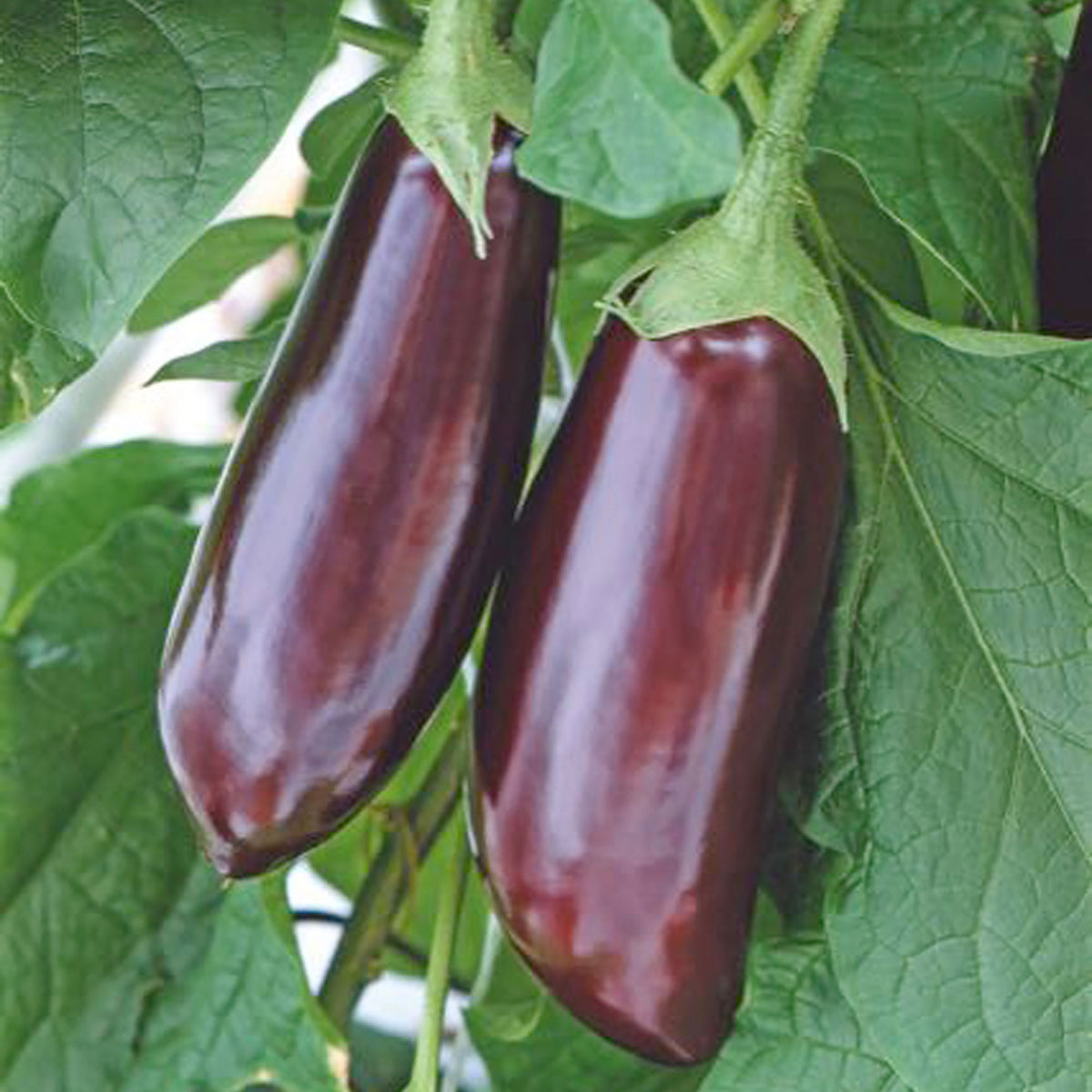 Aubergine Solanum 'Violetta Lunga' 10 m² - Vegetable seeds