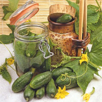 Cucumber Cucumis 'National' 10 m² - Vegetable seeds