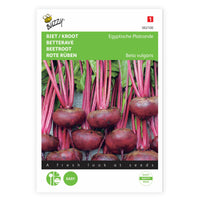 Red beetroot Beta 'Egypt' 5 m² - Vegetable seeds