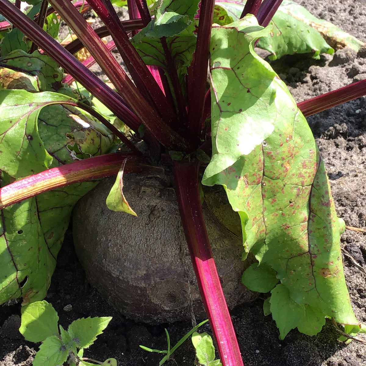 Red beetroot Beta 'Egypt' 5 m² - Vegetable seeds