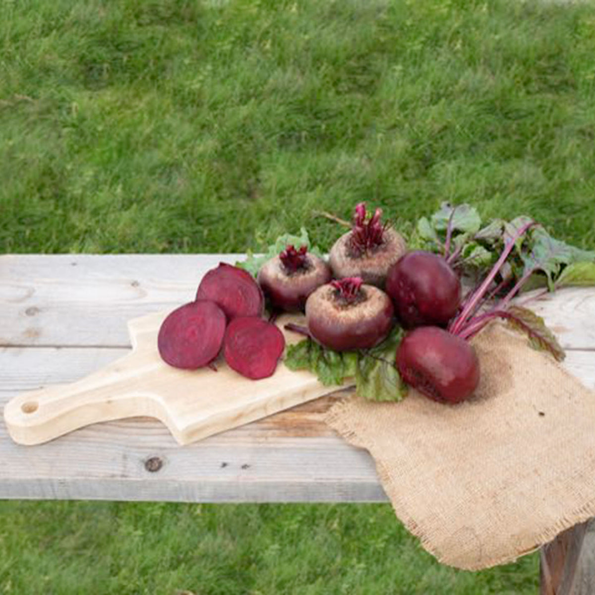 Red beetroot Beta 'Egypt' 5 m² - Vegetable seeds