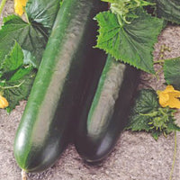 Cucumber Cucumis 'Johanna' 10 m² - Vegetable seeds