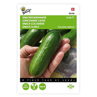 Cucumber Cucumis 'Iznik' 3 m² - Vegetable seeds
