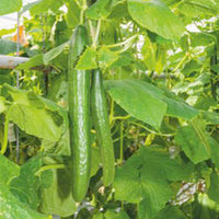 Cucumber Cucumis 'Euphoria' 5 m² - Vegetable seeds
