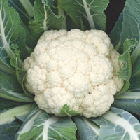 Cauliflower Brassica 'Alpha' 20 m² - Vegetable seeds