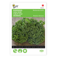 Kale Brassica 'Westlandse Herfst' 40 m² - Vegetable seeds
