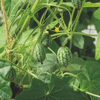 Cucamelon Melothria 'Cucamelon' 3 m² - Fruit seeds