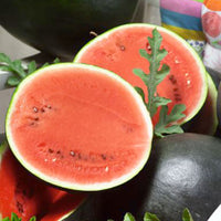 Watermelon Citrullus 'Sugar Baby' 15 m² - Fruit seeds