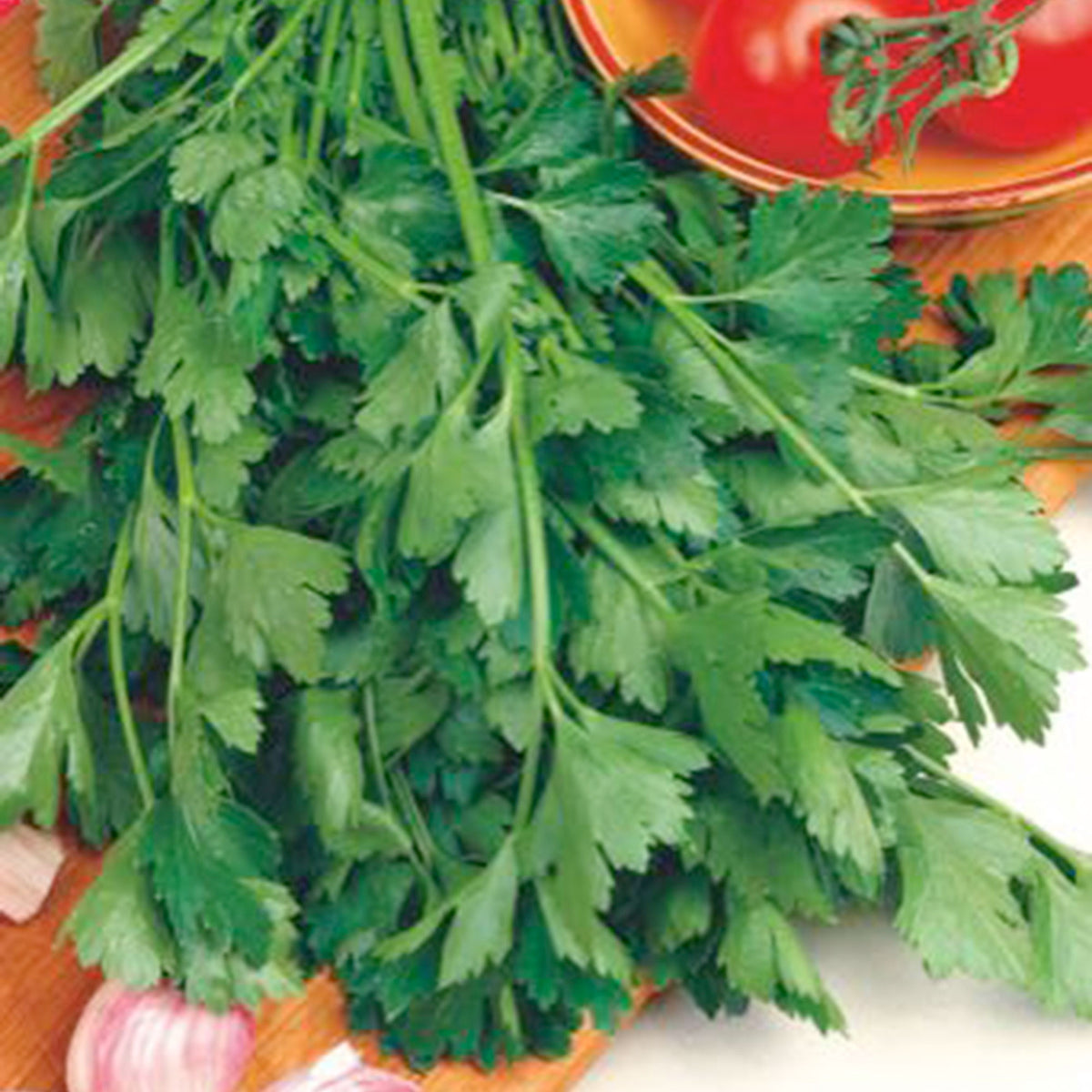 Curly parsley Petroselinum 'Amsterdamse Snij' 20 m² - Herb seeds