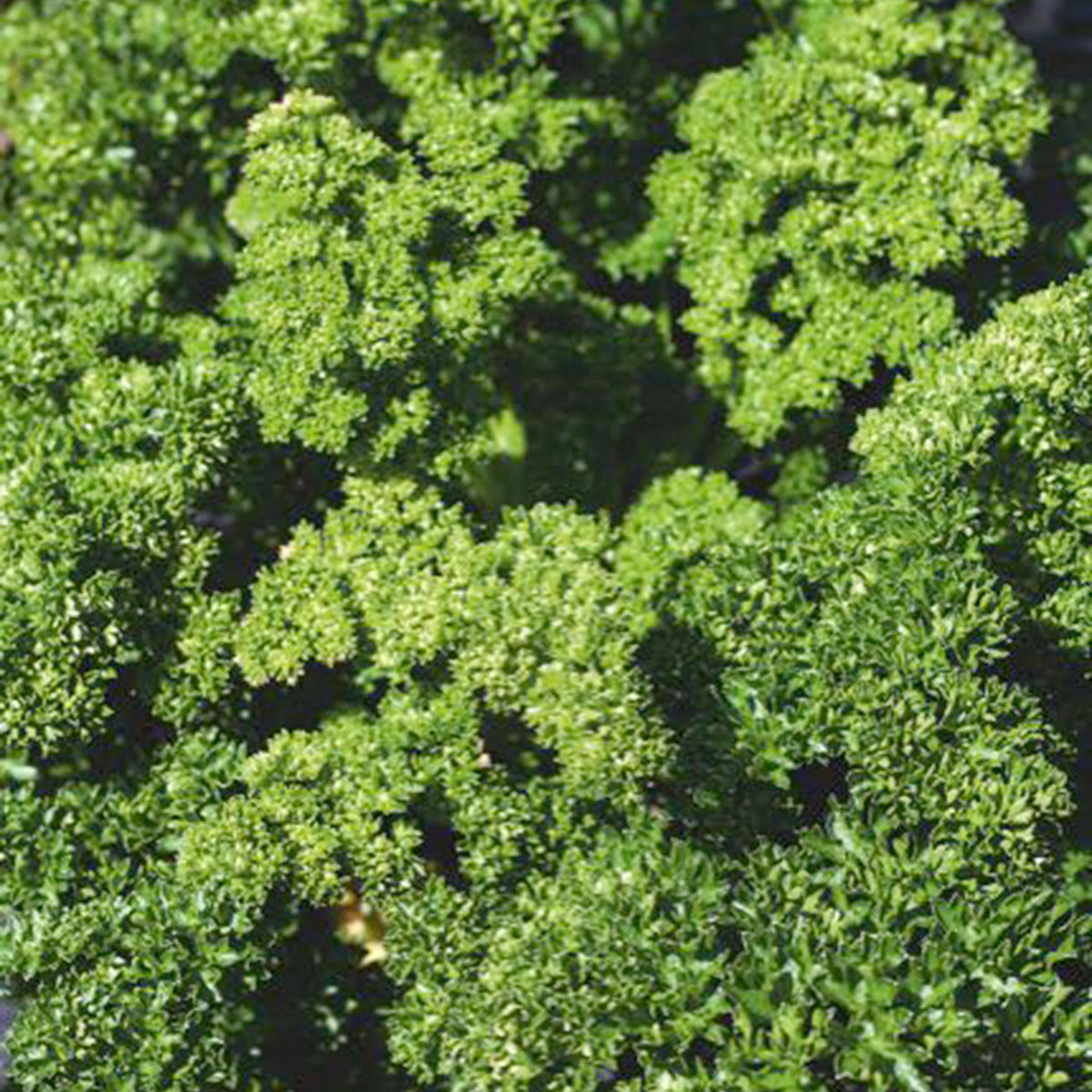 Curly-leaf parsley Petroselinum crispum 2,5 m² - Herb seeds