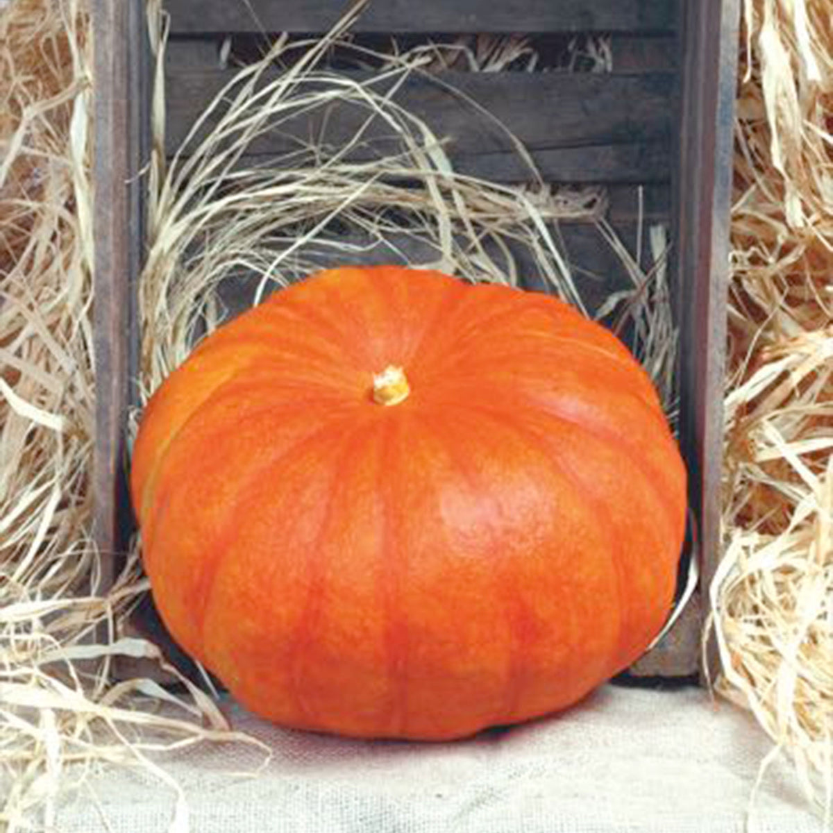 Squash Cucurbita 'Rode van d'Etampes' red 6 m² - Vegetable seeds