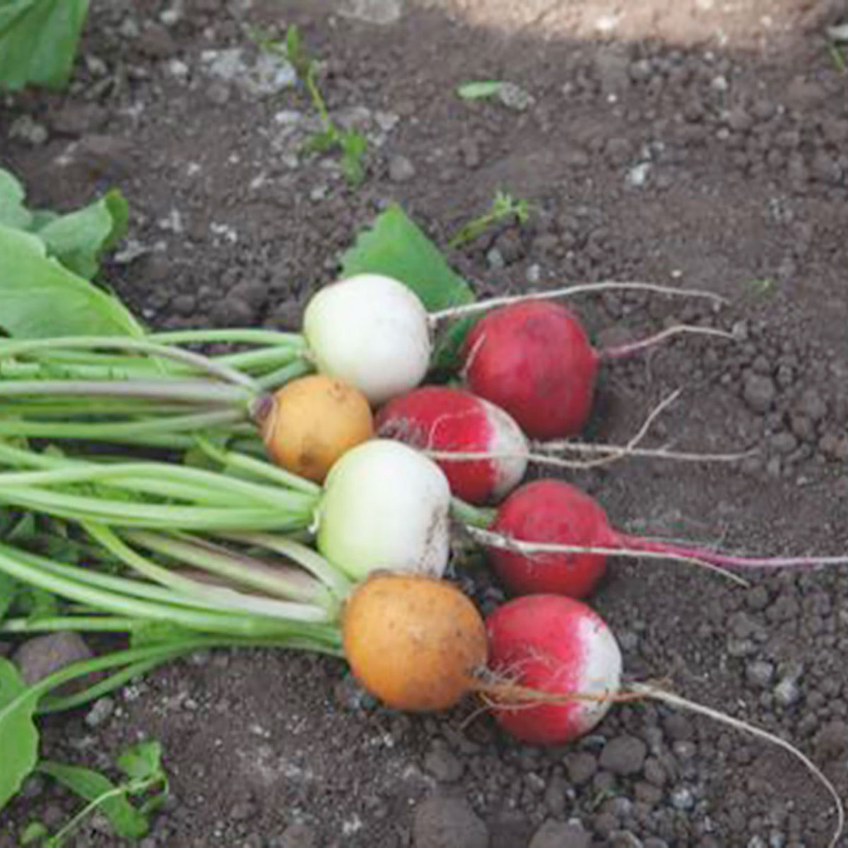 Radish Raphanus sativus 5 m² - Vegetable seeds