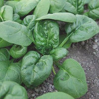 Spinach Spinacia 'Nores' 15 m² - Vegetable seeds