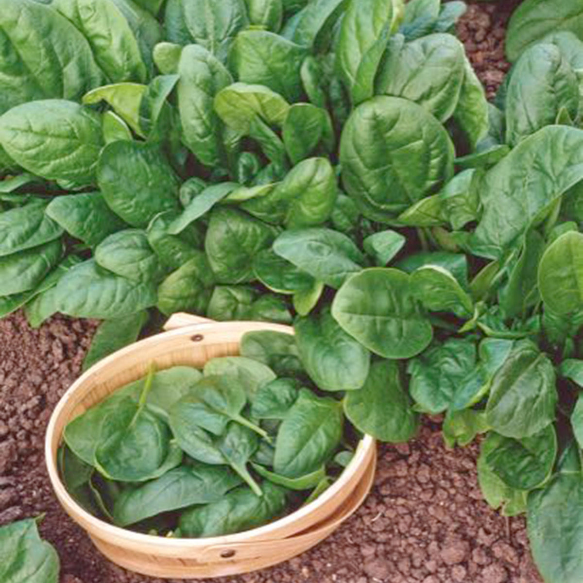 Spinach Spinacia 'Nores' 15 m² - Vegetable seeds