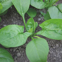 Spinach Spinacia 'Winterreuzen' 2 m² - Vegetable seeds
