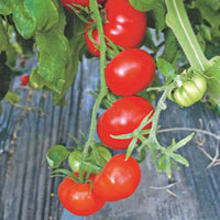 Tomato Solanum 'Saint Pierre' 20 m² - Vegetable seeds