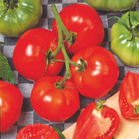 Tomato Solanum 'Saint Pierre' 20 m² - Vegetable seeds