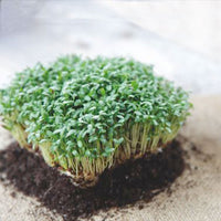Broad-leaf cress Lepidium sativum 6 m² - Herb seeds
