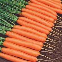 Carrot Daucus 'Amsterdamse bak' 15 m² - Vegetable seeds