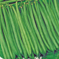 String bean Phaseolus 'Sonate' 7 m² - Vegetable seeds