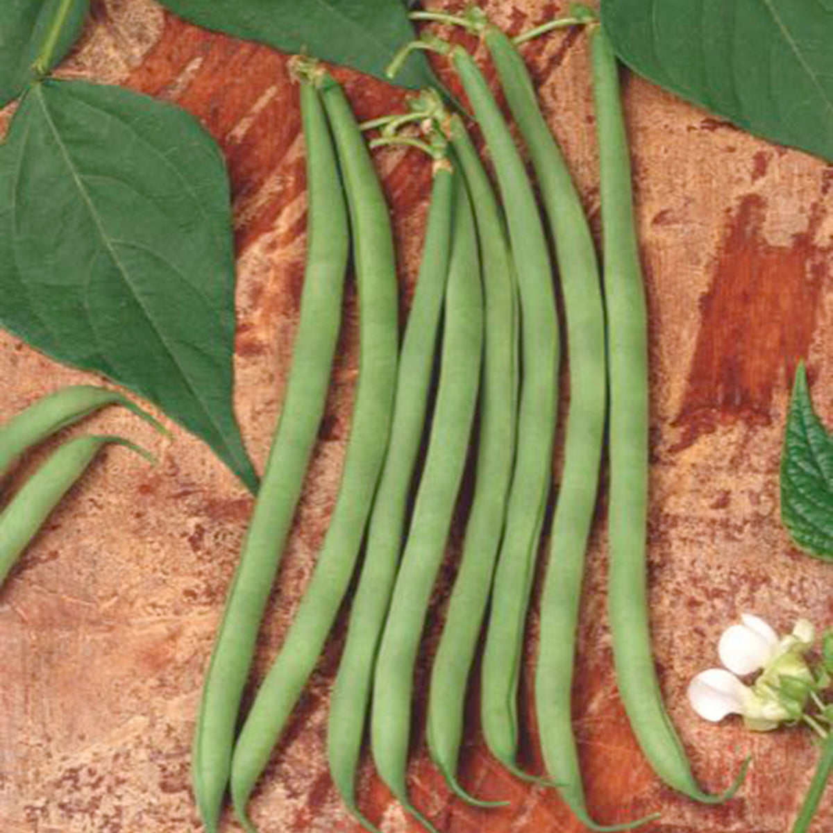 String Bea Seeds String Beans Seeds Northeaster Organic Pole Bean Seeds | Johnny's