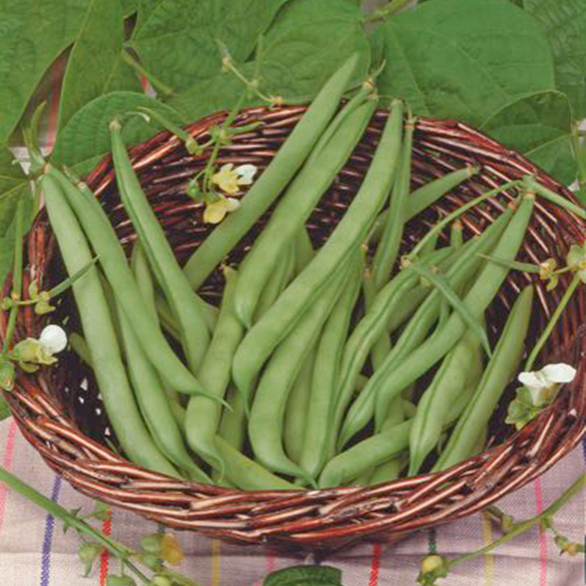 String bean Phaseolus 'Prelude' 2,5 m² - Vegetable seeds