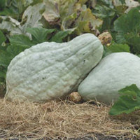 Squash Cucurbita 'Large Blue Hubbard' grey 6 m² - Vegetable seeds
