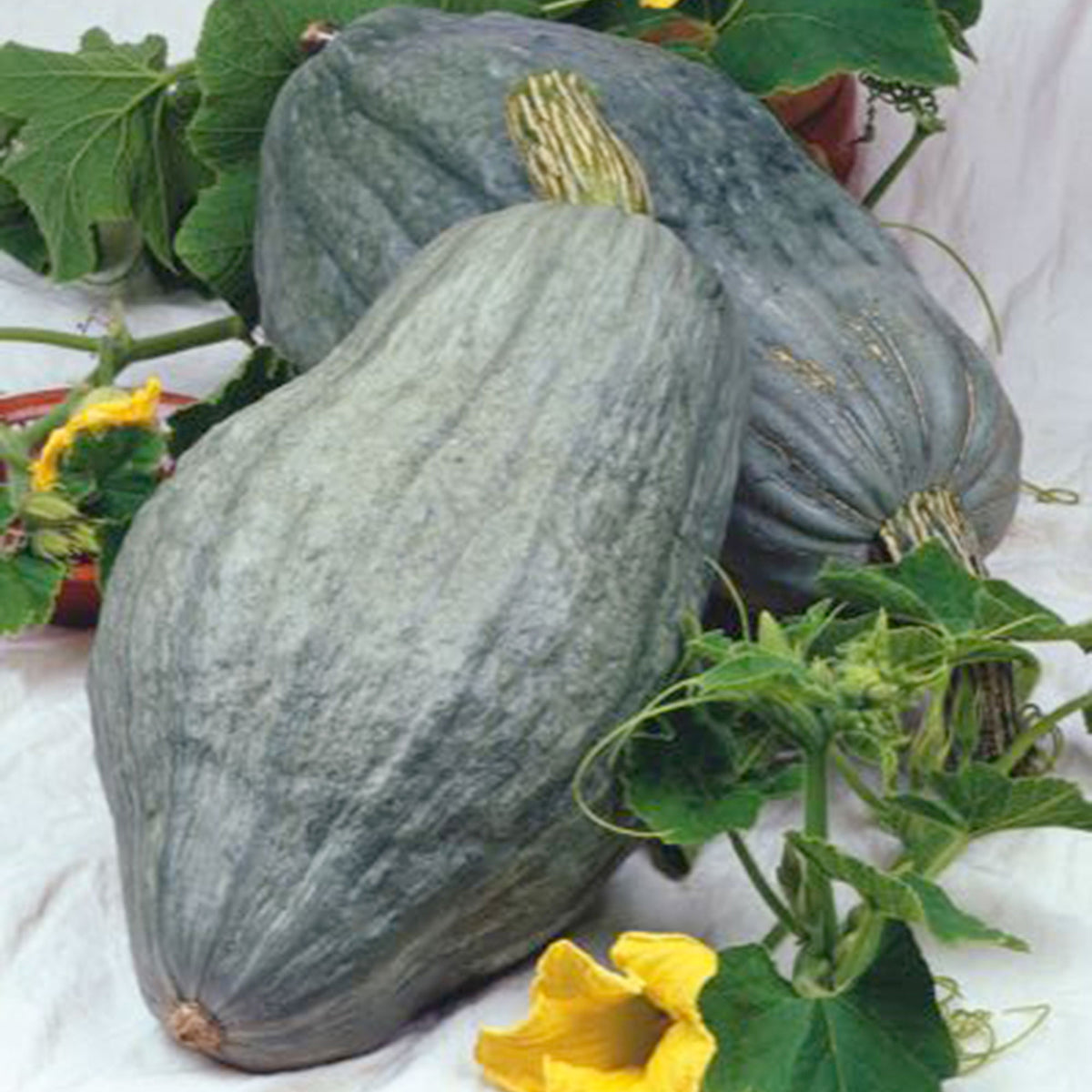 Squash Cucurbita 'Large Blue Hubbard' grey 6 m² - Vegetable seeds