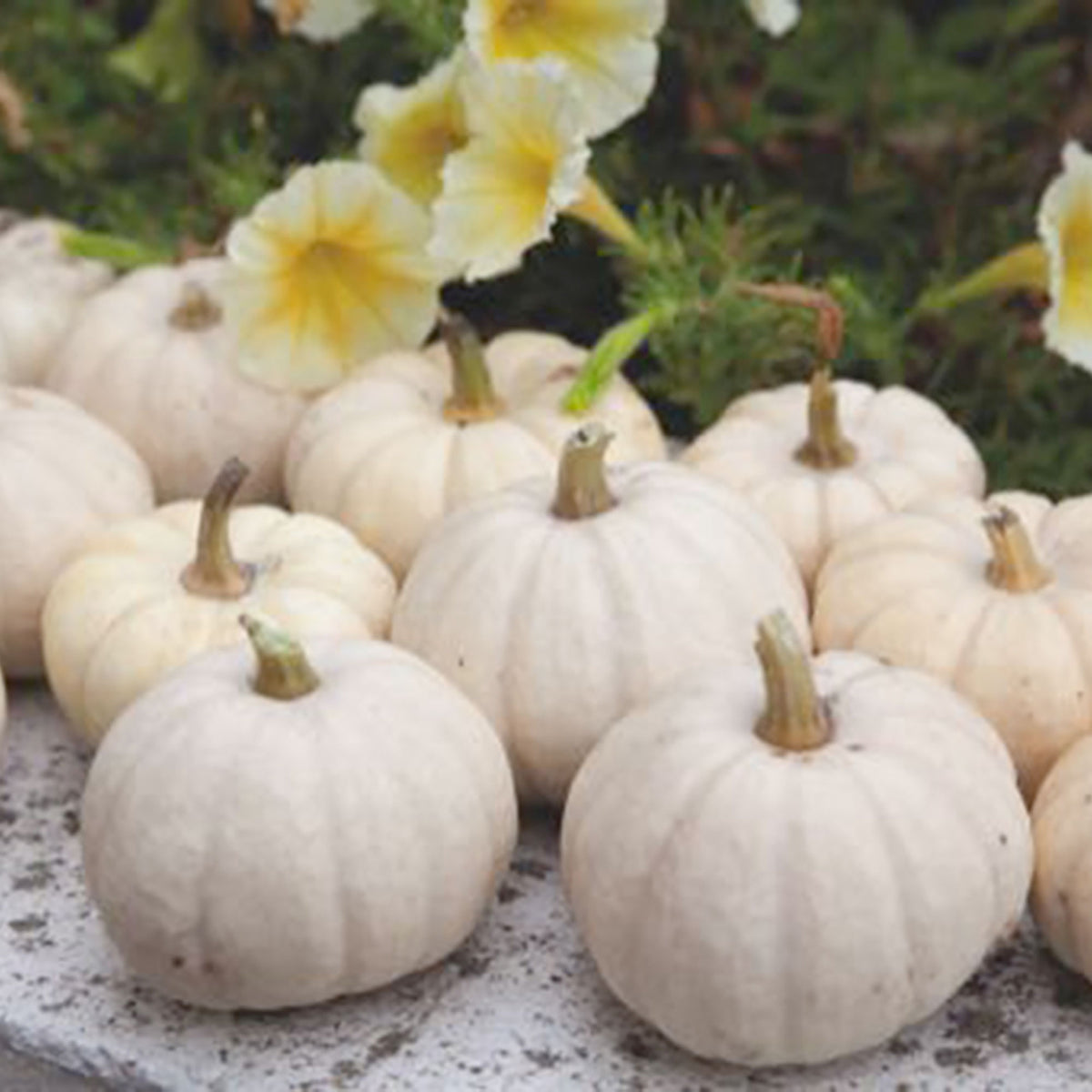 Squash Cucurbita 'Baby Boo' white 3 m² - Vegetable seeds