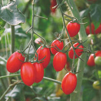 Tomato Solanum 'Ravello F1' 2 m² - Vegetable seeds