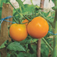 Tomato Solanum 'Arancia' yellow 2 m² - Vegetable seeds