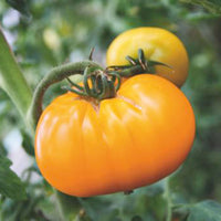 Beef tomato Solanum 'Grappa Gialla' yellow 2 m² - Vegetable seeds
