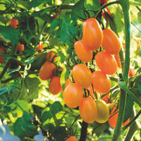 Tomato Solanum 'Dolly F1' yellow 2 m² - Vegetable seeds