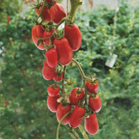 Tomato Solanum 'Super Roma' red 2 m² - Vegetable seeds