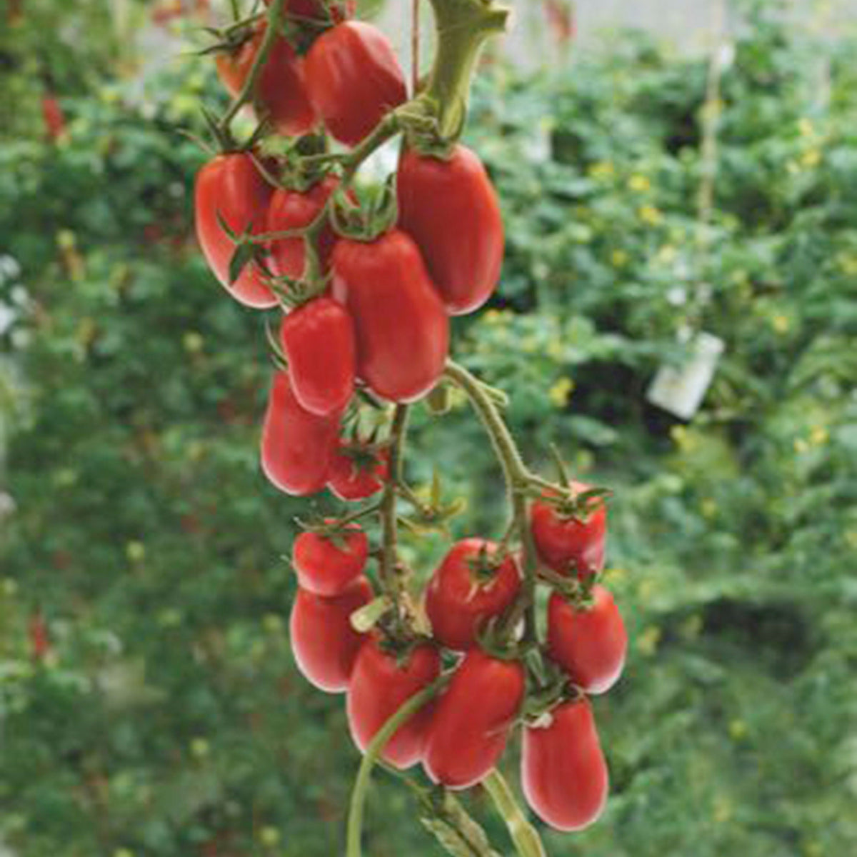 Tomato Solanum 'Super Roma' red 2 m² - Vegetable seeds