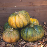 Muscat pumpkin Cucurbita 'Musquee de Provence' 3 m² - Vegetable seeds