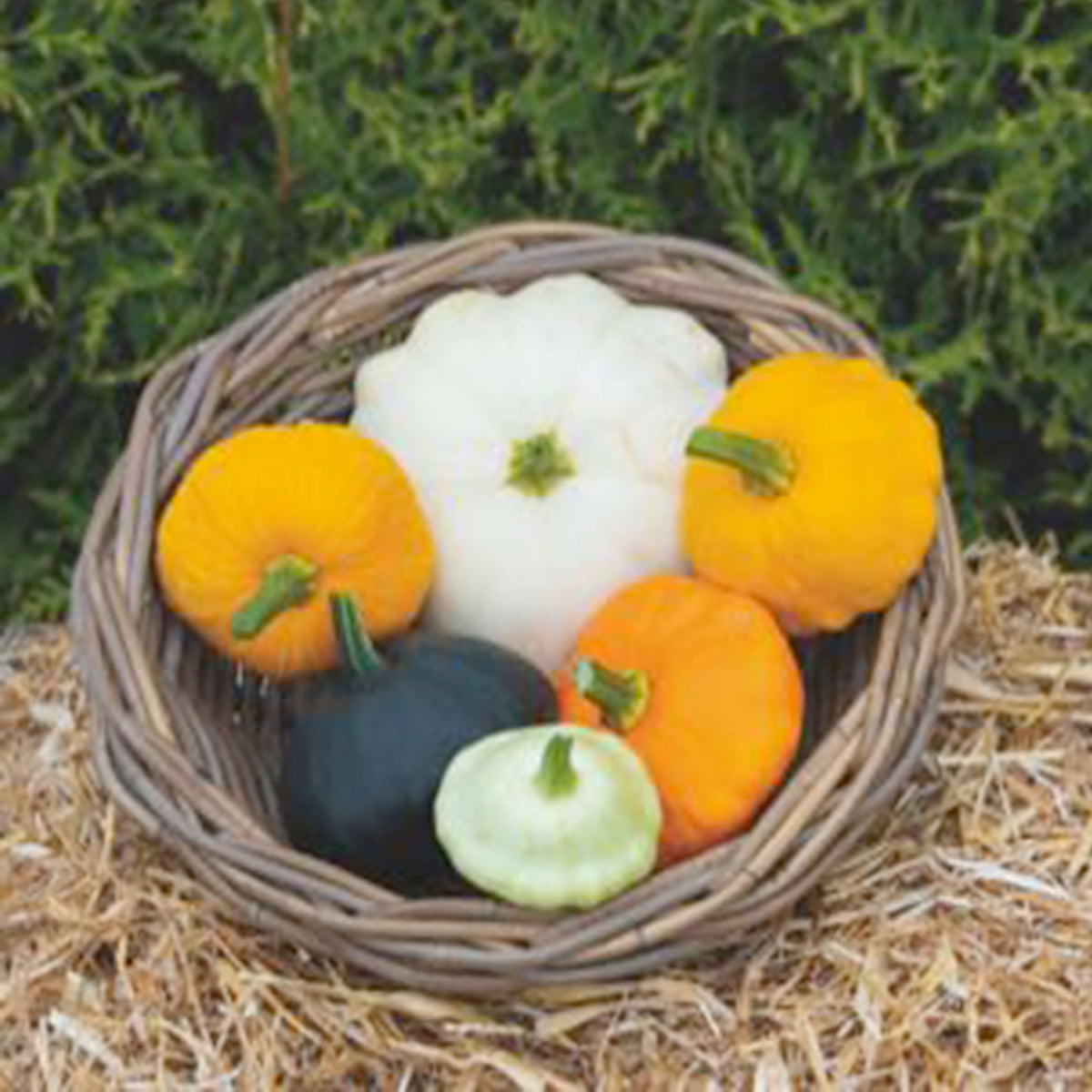 Courgette Cucurbita pepo - Mix 'Pattison' 6 m² - Vegetable seeds