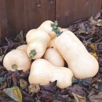 Acorn squash Cucurbita 'Waltham Butternut' white 3 m² - Vegetable seeds