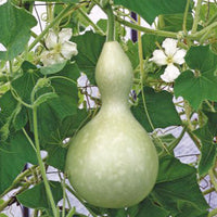 Squash Lagenaria 'Birdhouse Bottle' green 6 m² - Vegetable seeds