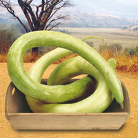 Squash Lagenaria 'Cucuzi Italian Snake' green 6 m² - Vegetable seeds