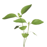Lemon basil Ocimum basilicum - Herb seeds