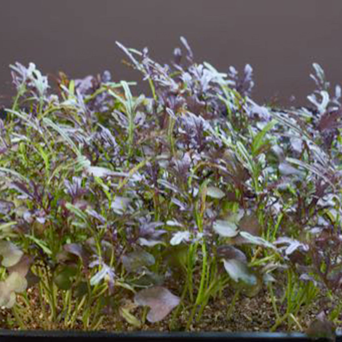Mustard Brassica 'Red Frills' - Herb seeds