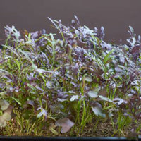 Mustard Brassica 'Red Frills' - Herb seeds
