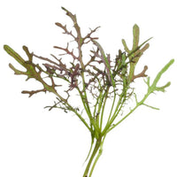 Mustard Brassica 'Red Frills' - Herb seeds