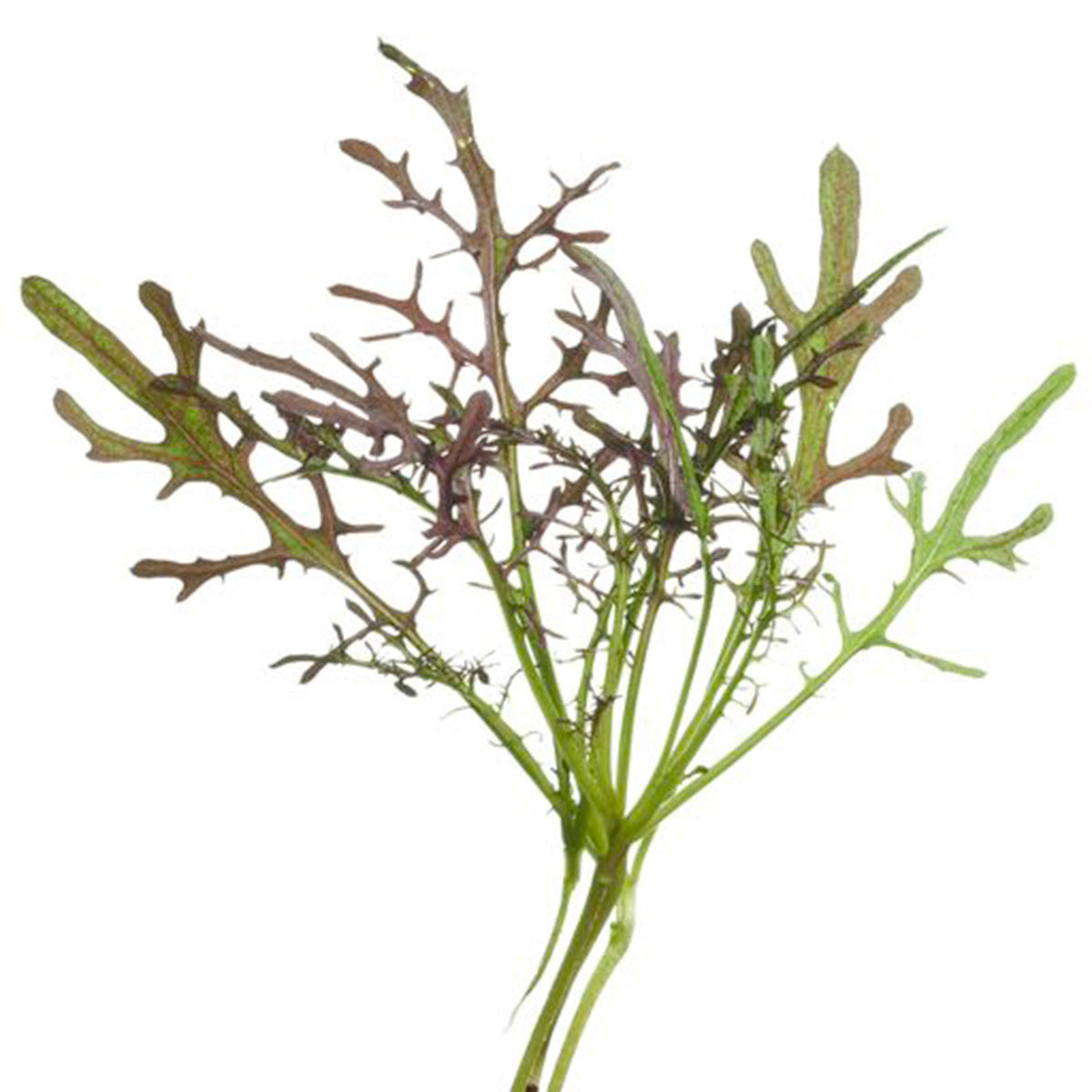 Mustard Brassica 'Red Frills' - Herb seeds