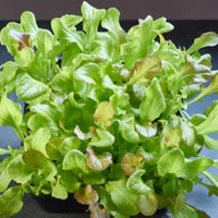 Lettuce Lactuca sativa - Mix - Vegetable seeds